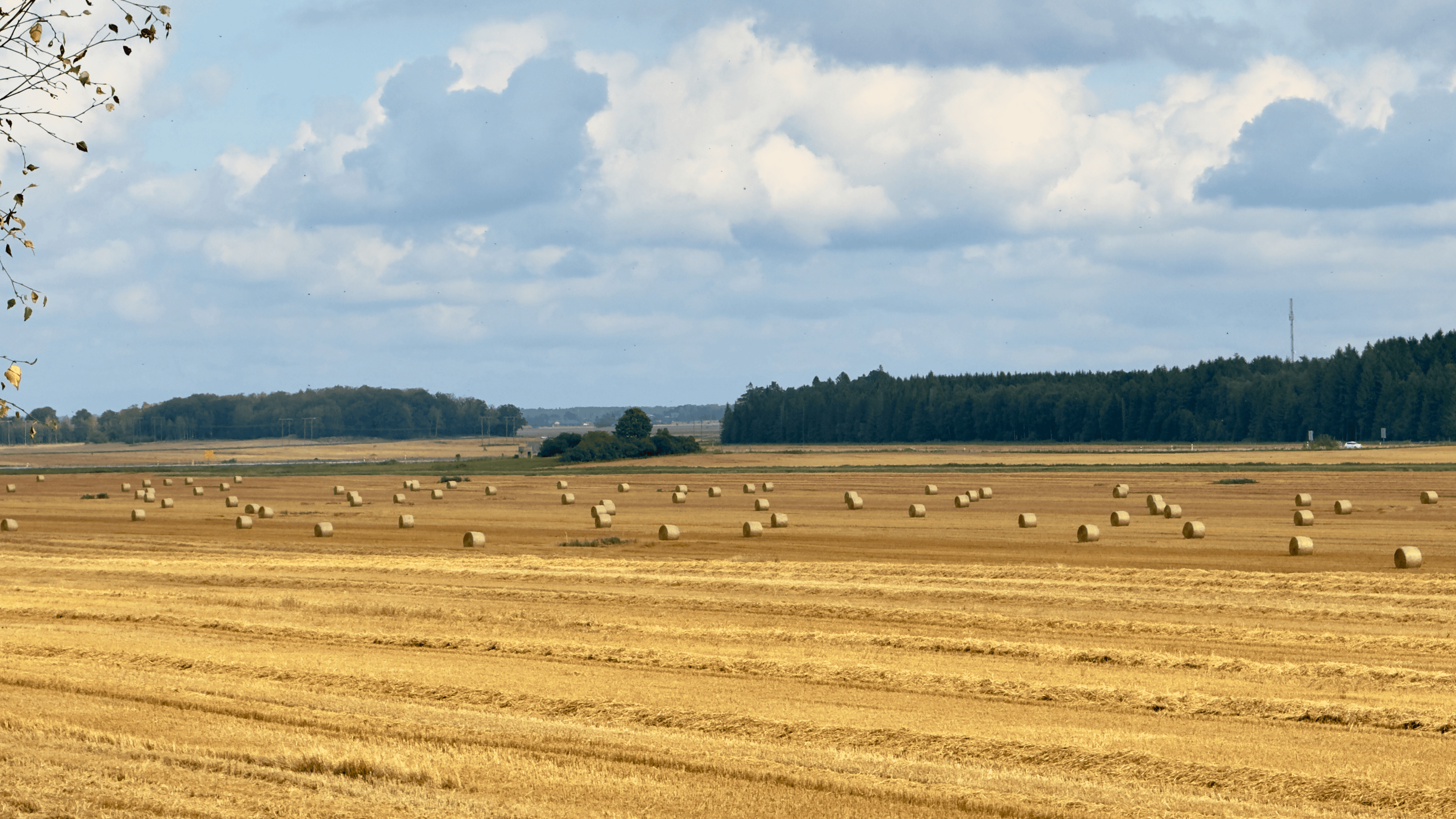 Shotgun Sweden Collection